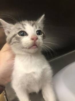Silver -  Domestic Short Hair Cat for Adoption in Hillsboro, Oregon - Silver | PetCurious