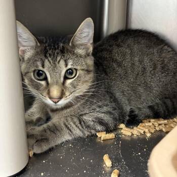 Man In The Mirror -  Domestic Short Hair Cat for Adoption in Carencro, Louisiana - Man In The Mirror | PetCurious