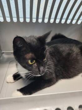 Fm- 5 -  Domestic Short Hair Cat for Adoption in Lawrenceville, Georgia - Fm- 5 | PetCurious