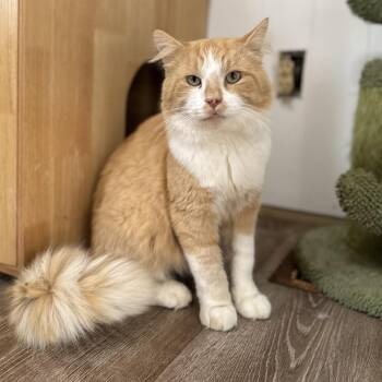 Smudge -  Domestic Medium Hair Cat for Adoption - Smudge | PetCurious