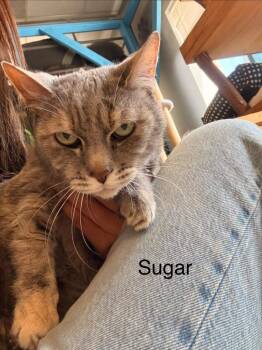 Domestic Short Hair Cats Available for Adoption in Heber City, Utah - Sugar | PetCurious