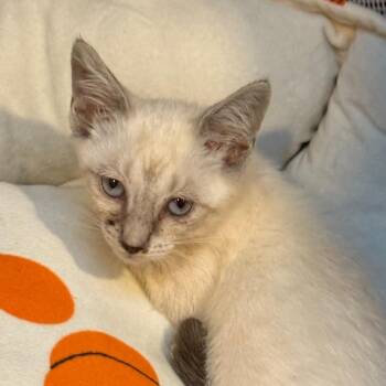 Spring -  Siamese and Domestic Short Hair Cat for Adoption in Silver Spring, Maryland - Spring | PetCurious