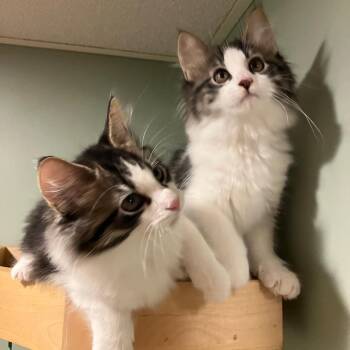 0626-124 Clyde -  Domestic Medium Hair Cat for Adoption in Abingdon, Maryland - 0626-124 Clyde | PetCurious