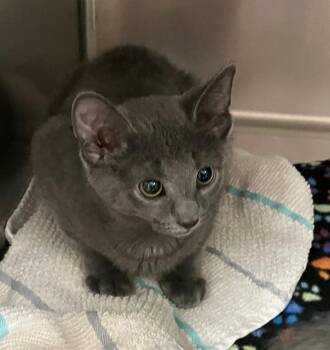 Eenie -  Russian Blue Cat for Adoption in Lunenburg, Massachusetts - Eenie | PetCurious