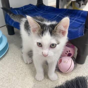 Rescue Domestic Short Hair Cats for Adoption in Belleville, Michigan - Telehandler | PetCurious