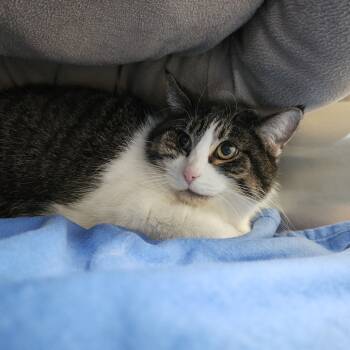 Rescue Domestic Short Hair Cats for Adoption in Dixon, Illinois - Heffa | PetCurious