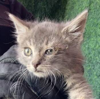 Domestic Short Hair Cats Available for Adoption in El Paso, Texas - 60770019 | PetCurious