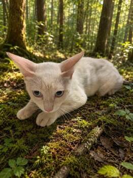 Domestic Short Hair Cats Available for Adoption in Doral, Florida - MICHAEL | PetCurious