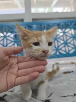 Hydro Flask -  Domestic Short Hair Cat for Adoption in Savannah, Georgia - Hydro Flask | PetCurious