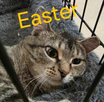 Domestic Short Hair Cats Available for Adoption in Cloquet, Minnesota - Easter | PetCurious