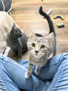 Magoo - SNUGGLY baby boy loves everyone -  Tabby Cat for Adoption in Neenah, Wisconsin - Magoo - SNUGGLY Baby Boy Loves Everyone | PetCurious