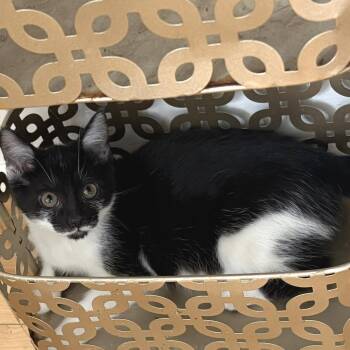 SpaghettiOs -  Domestic Short Hair Cat for Adoption in Chicago, Illinois - SpaghettiOs | PetCurious