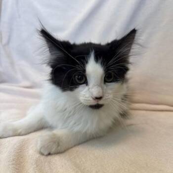 Adam -  Domestic Long Hair and Domestic Short Hair Cat for Adoption in Janesville, Wisconsin - Adam | PetCurious