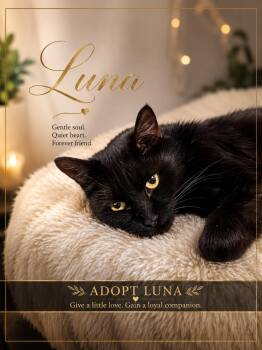 Luna-Waiting Patiently for Her Person -  Domestic Short Hair Cat Available for Adoption in Laurel, Maryland - Luna-Waiting Patiently For Her Person | PetCurious