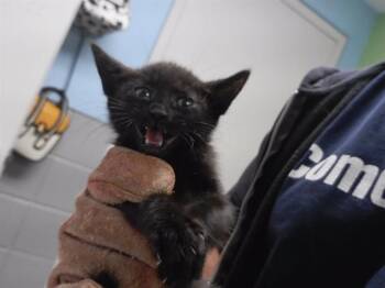 TINA -  Domestic Short Hair Cat for Adoption in Omaha, Nebraska - TINA | PetCurious