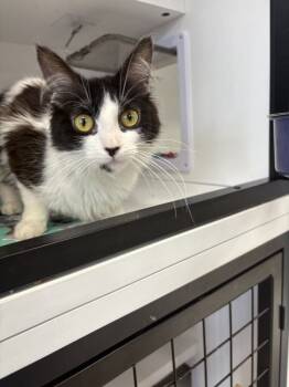 Rescue Domestic Long Hair Cats for Adoption in Plymouth, Minnesota - Reese ~Adoption Center Cat~ | PetCurious