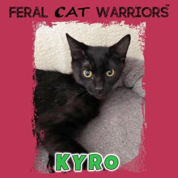 Kyro -  Domestic Short Hair Cat for Adoption in Kingman, Arizona - Kyro | PetCurious