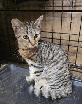 Rescue Domestic Short Hair Cats for Adoption in Concord, North Carolina - Miller | PetCurious