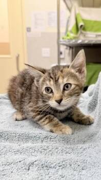 Scarlet -  Domestic Short Hair Cat for Adoption in Honolulu, Hawaii - Scarlet | PetCurious