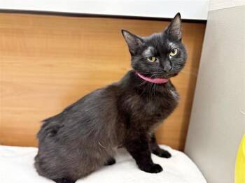 Domestic Medium Hair Cats Available for Adoption - VANNIE | PetCurious