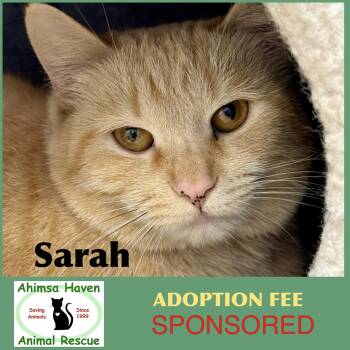 Sarah -  Domestic Short Hair Cat for Adoption in Winchendon, Massachusetts - Sarah | PetCurious