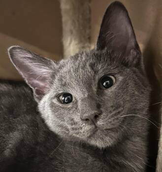 Nomi -  Russian Blue Cat for Adoption in North Highlands, California - Nomi | PetCurious