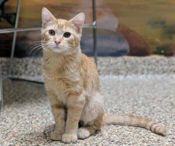 CARTHAGE -  Domestic Short Hair Cat for Adoption in Frisco, Colorado - CARTHAGE | PetCurious