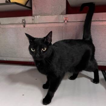 Domestic Short Hair Cats Available for Adoption in Sarasota, Florida - Iago | PetCurious