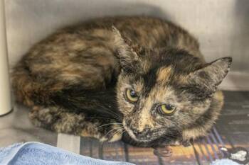 RUMI -  Domestic Short Hair Cat for Adoption in Charlotte, North Carolina - RUMI | PetCurious