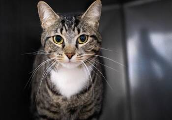 Domestic Short Hair Cats Available for Adoption in Monroe, Georgia - Andromeda | PetCurious