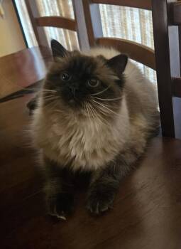 Siamese and Himalayan Cats Available for Adoption in Walled Lake, Michigan - Hendrix( MUST BE ADOPTED WITH HONEYBEE) | PetCurious