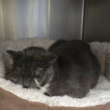 Domestic Short Hair Cats Available for Adoption in York, Pennsylvania - Penny | PetCurious