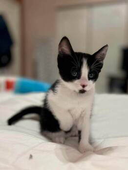 Domestic Short Hair Cats Available for Adoption in Sebastian, Florida - Jasmine | PetCurious