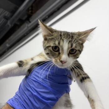 Boris -  Domestic Short Hair Cat for Adoption in New York, New York - Boris | PetCurious