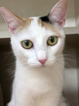 Domestic Short Hair Cats Available for Adoption - Heather | PetCurious