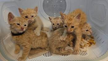 Domestic Short Hair Cats Available for Adoption in Pacifica, California - Betta | PetCurious