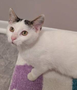 Miles -  Domestic Short Hair and Extra Toes Cat Hemingway Polydactyl Cat for Adoption in South Bend, Indiana - Miles | PetCurious