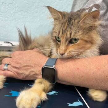 Simba -  Persian Cat for Adoption in Pinellas Park, Florida - Simba | PetCurious
