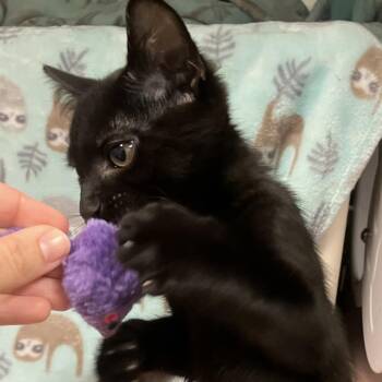 Purcey -  Domestic Short Hair Cat for Adoption in Keizer, Oregon - Purcey | PetCurious