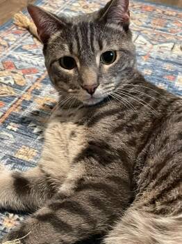 Frisbee -  Domestic Short Hair Cat for Adoption in Sandy Springs, Georgia - Frisbee | PetCurious