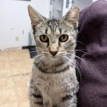 Cobweb-4249 -  Domestic Short Hair Cat for Adoption in Tyler, Texas - Cobweb-4249 | PetCurious