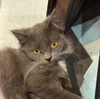 Rescue Domestic Medium Hair Cats for Adoption in San Jose, California - Sadie | PetCurious