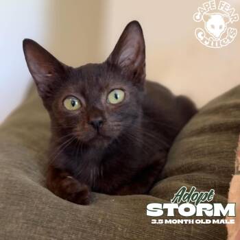 Storm -  Domestic Short Hair Cat for Adoption in Wilmington, North Carolina - Storm | PetCurious