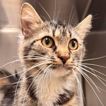 Maddy -  Domestic Medium Hair Cat for Adoption in Pittsford, Vermont - Maddy | PetCurious