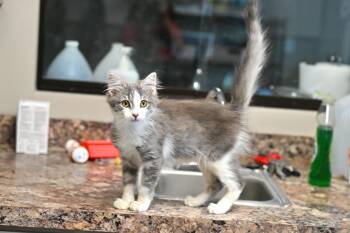 Rescue Domestic Medium Hair Cats for Adoption - Puffy | PetCurious