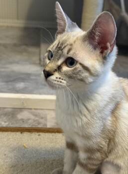 Ash (with Chip) -  Domestic Short Hair Cat for Adoption in Silverton, Oregon - Ash (with Chip) | PetCurious