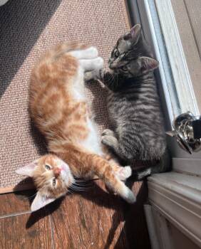 Sonny and Bella -  Domestic Short Hair Cat for Adoption in Clayton, New Jersey - Sonny And Bella | PetCurious