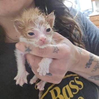 Peaches - 060601U -  Domestic Medium Hair Cat for Adoption in Tupelo, Mississippi - Peaches - 060601U | PetCurious