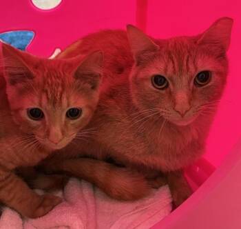 Lumen -  Domestic Short Hair Cat for Adoption in Stratham, New Hampshire - Lumen | PetCurious