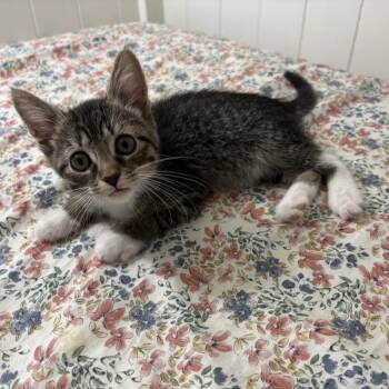 Abbie -  Domestic Short Hair Cat for Adoption in Carmel, Indiana - Abbie | PetCurious